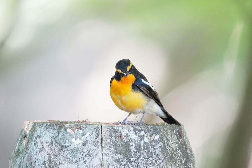 お立ち台でハイポーズ！　お茶目な幸せの黄色い鳥♪　　#キビタキ#
