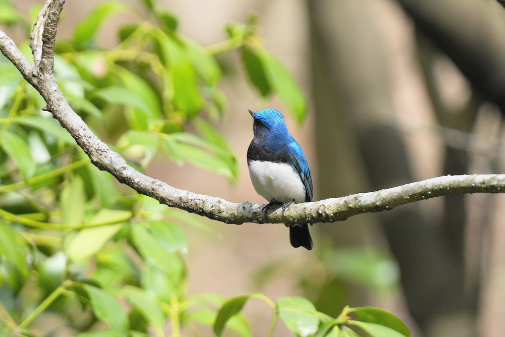 今季初！バッタリ！～夏の幸せの青い鳥♪　　#オオルリ#