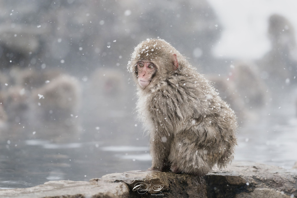 Snow  monkey
