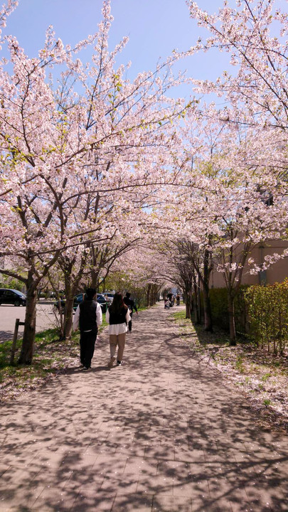 愛の桜トンネル