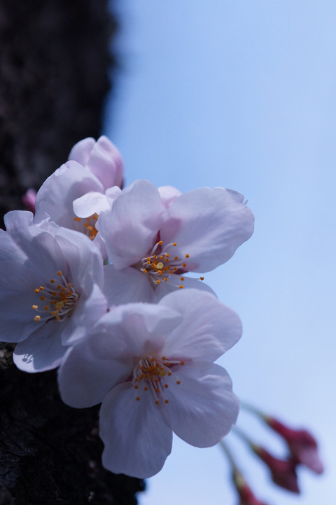マクロ桜