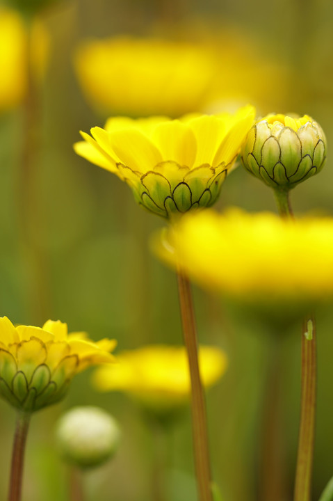 春の黄菊
