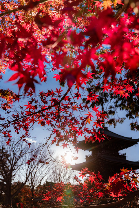 京都 紅葉５景