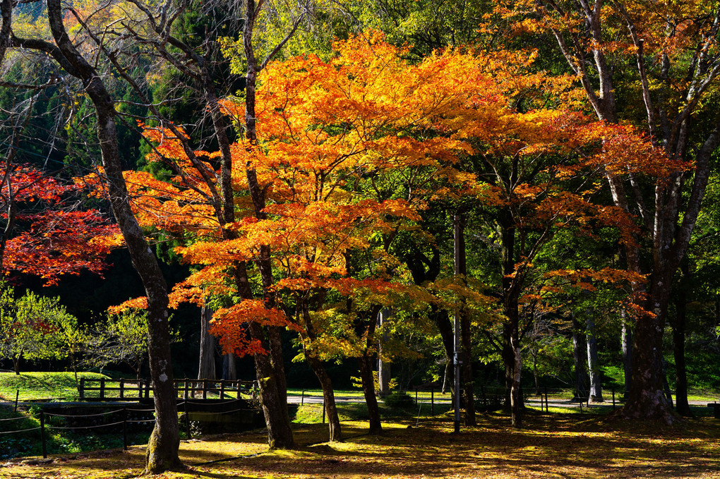 色づく樹々　九頭竜国民休養地