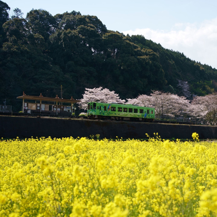 菜の花が好き 桜が好き 春が好き Tetsupapaさん Acafe Aの写真投稿サイト ソニー