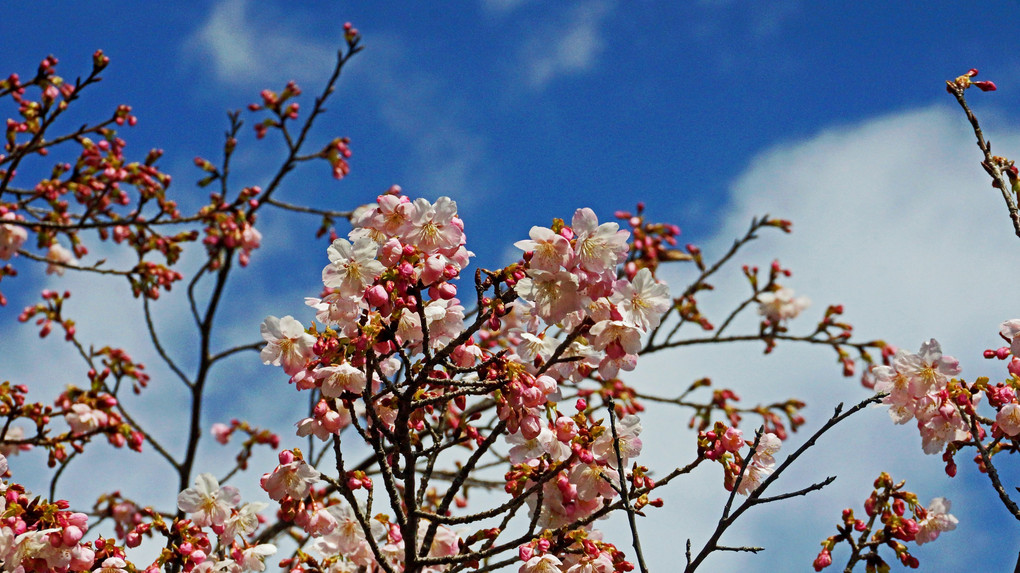 2月の河津桜