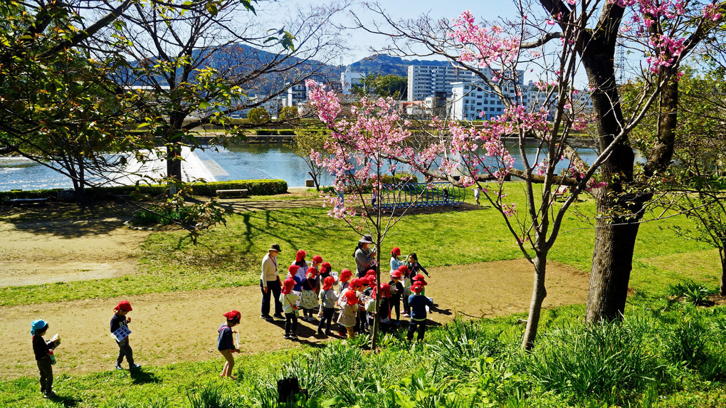 春が来た鏡川の公園