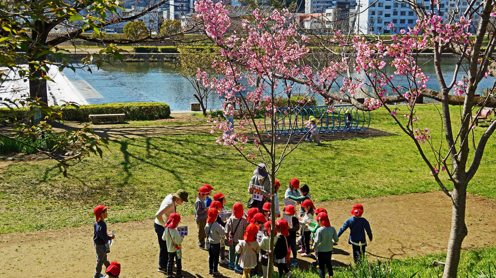 春が来た鏡川の公園