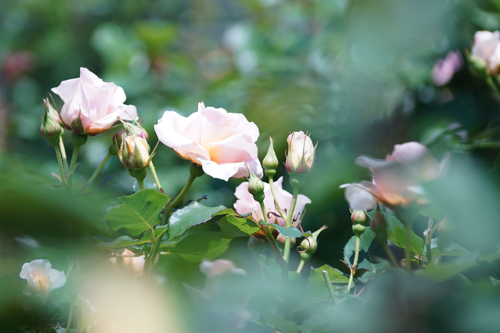 小さな薔薇園