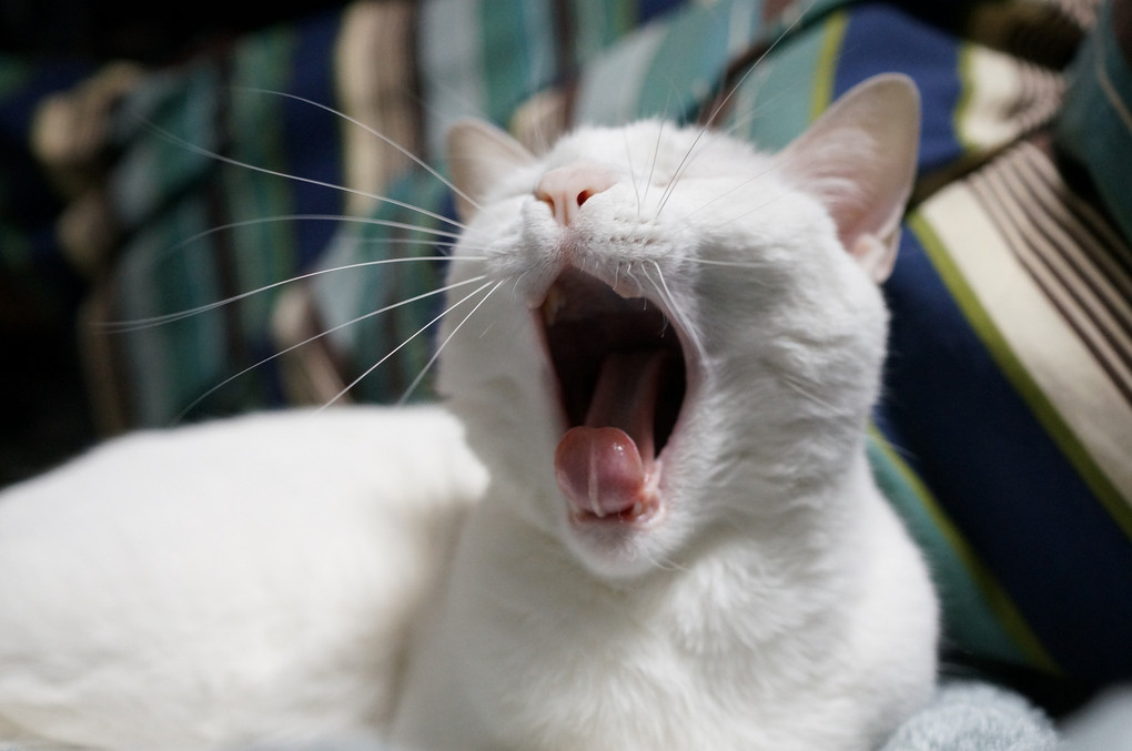give a yawn