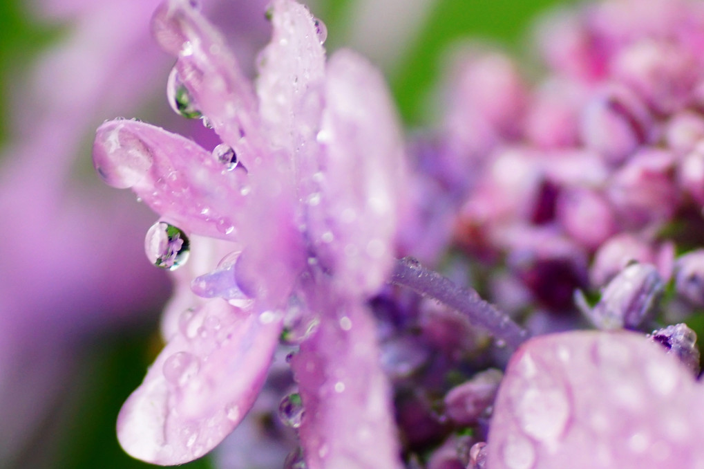 雨降りの紫陽花