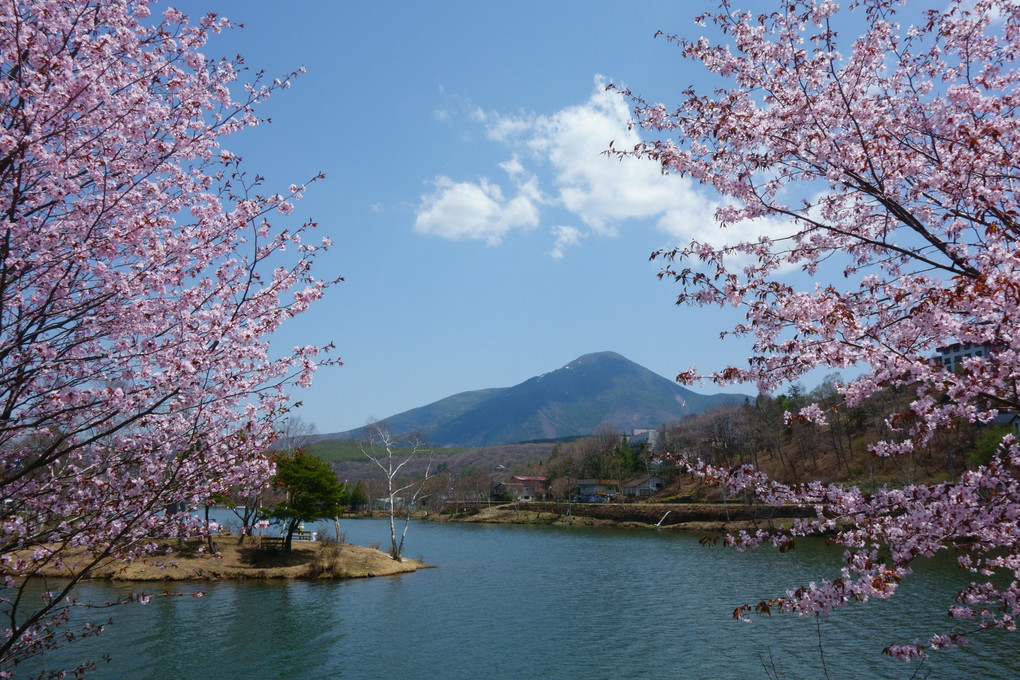 名残桜～皐月の花見