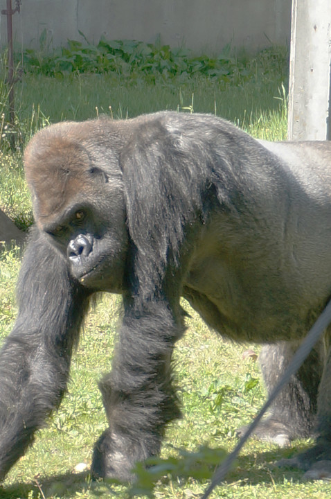 動物園のゴリラさん 168さん Acafe Aの写真投稿サイト ソニー