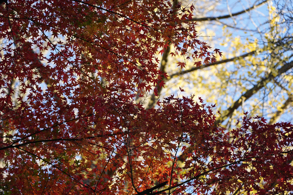 福島の秋