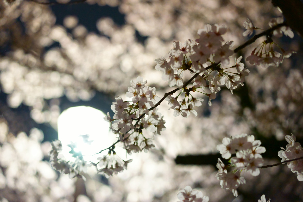 夜桜 -姫路城三の丸広場-