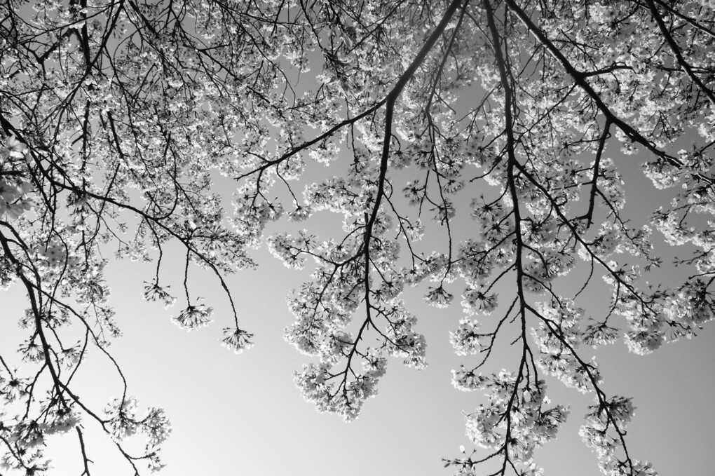 桜の天蓋