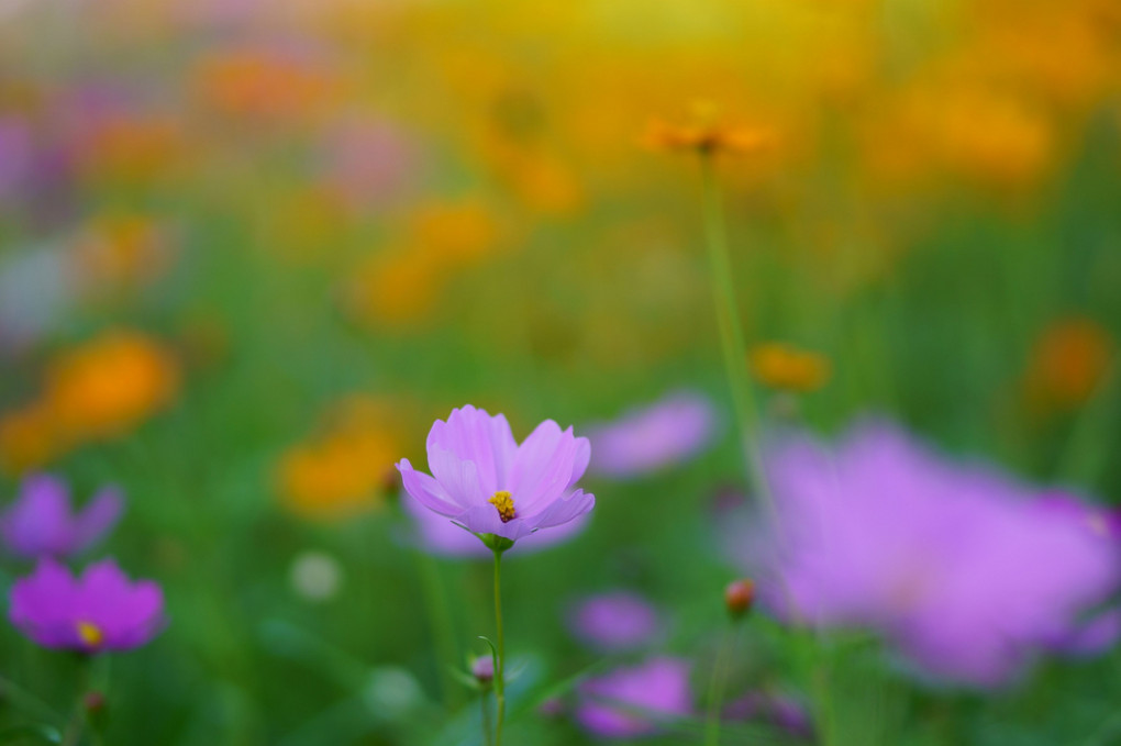 乙女の真心 Adelaideさん Acafe Aの写真投稿サイト ソニー 乙女の真心 Adelaideさん Acafe Aの写真投稿サイト ソニー