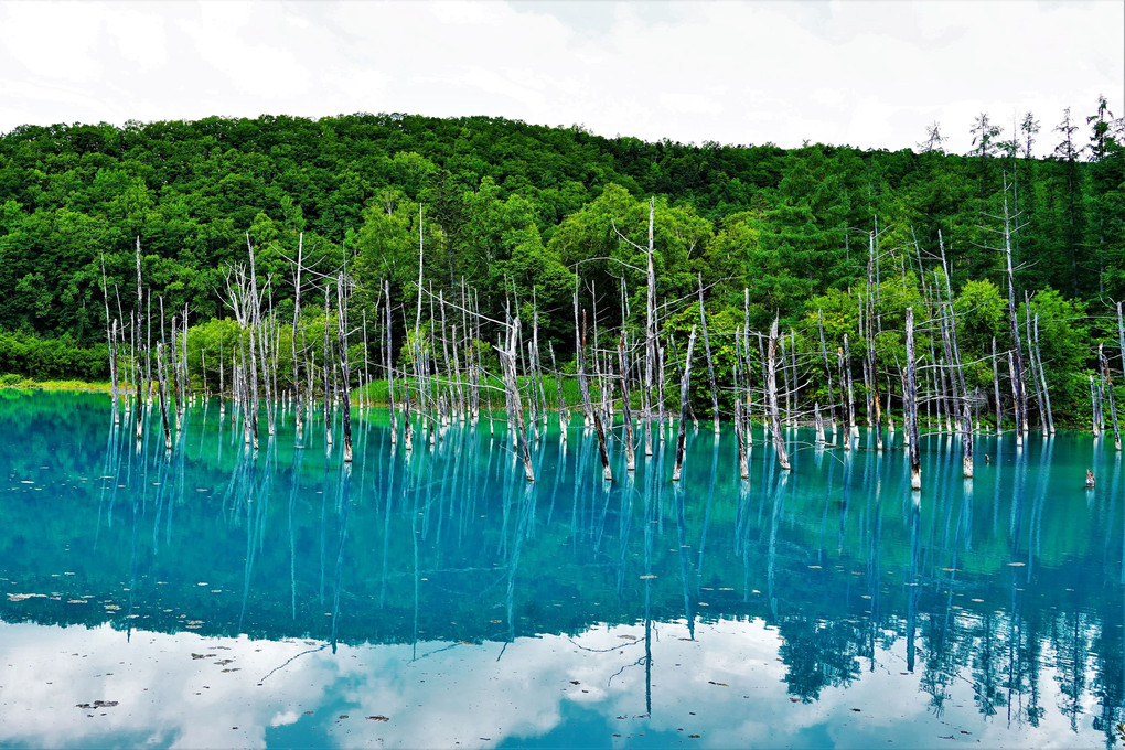 北海道旅行に行ってきました。1 美瑛の青い池
