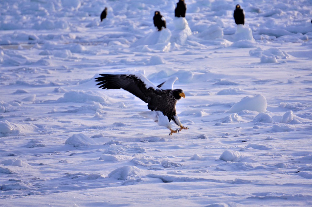 2023冬の北海道に行ってきました。5　羅臼鷲①