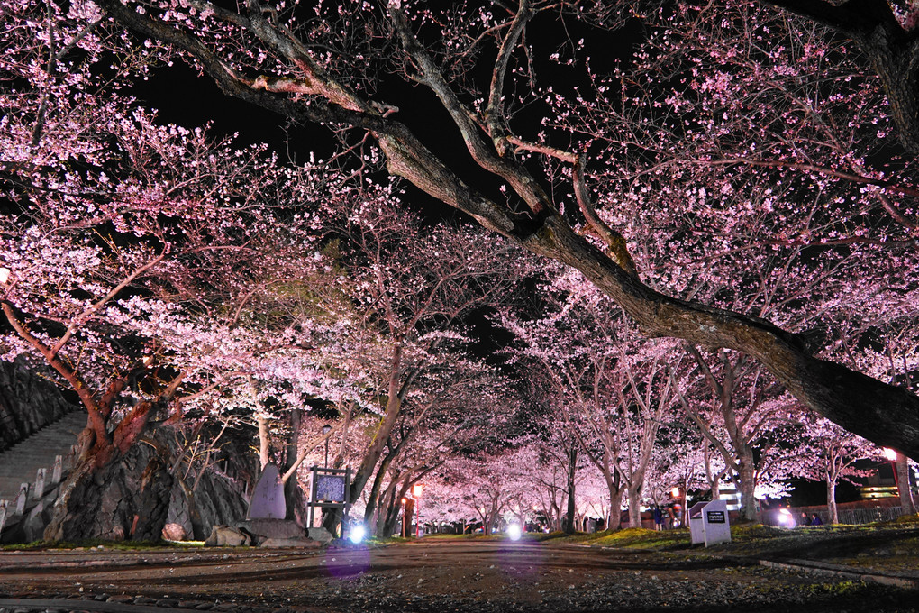 夜桜トンネル