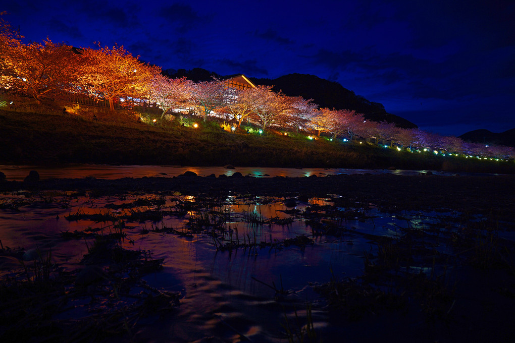 河津桜の夜景
