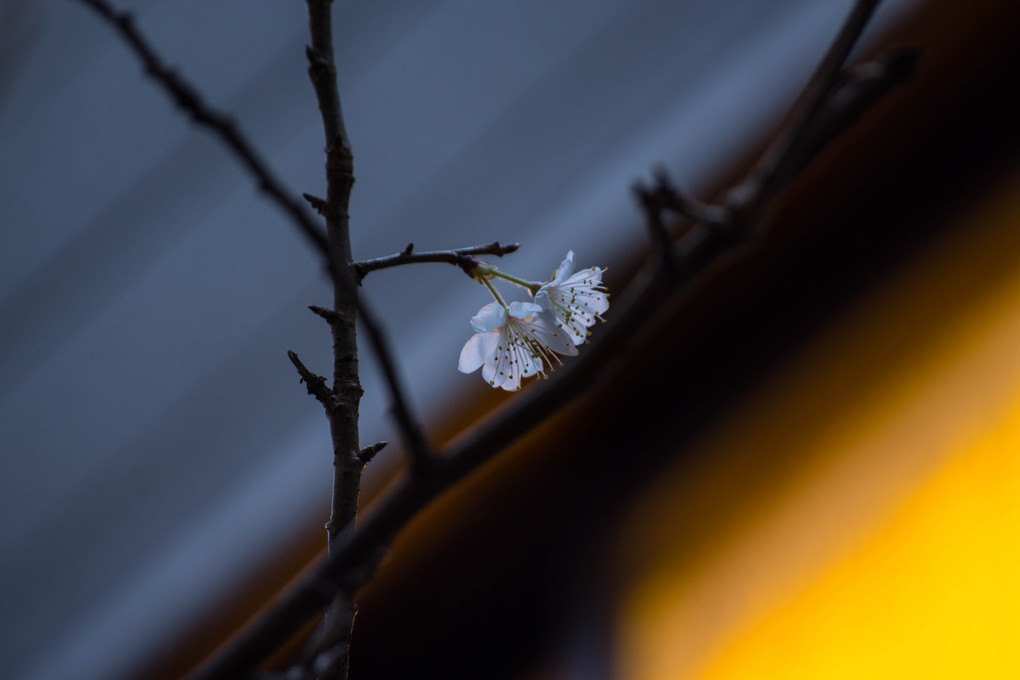 日陰桜