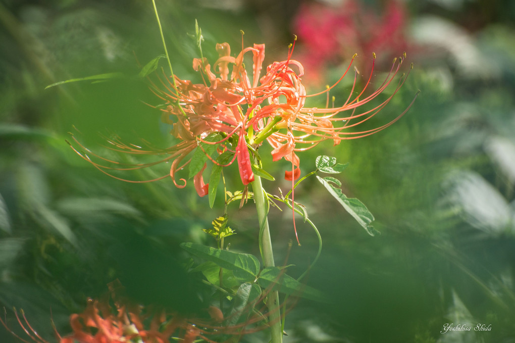 野丈池の花”ヒガンバナ”