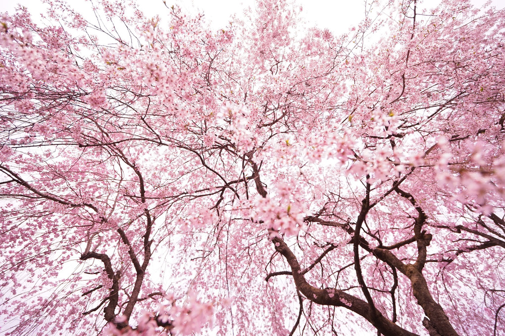桜降る