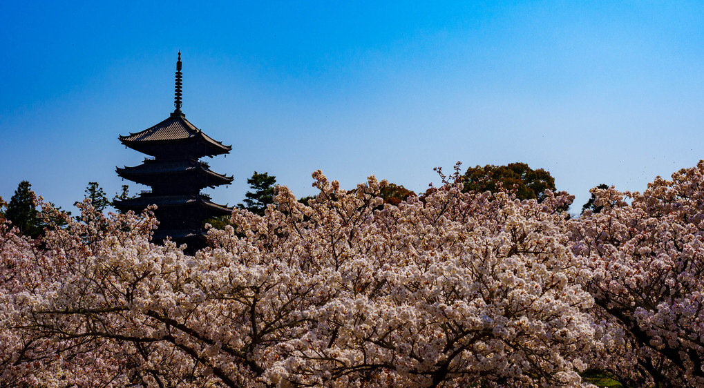 仁和寺と御室桜