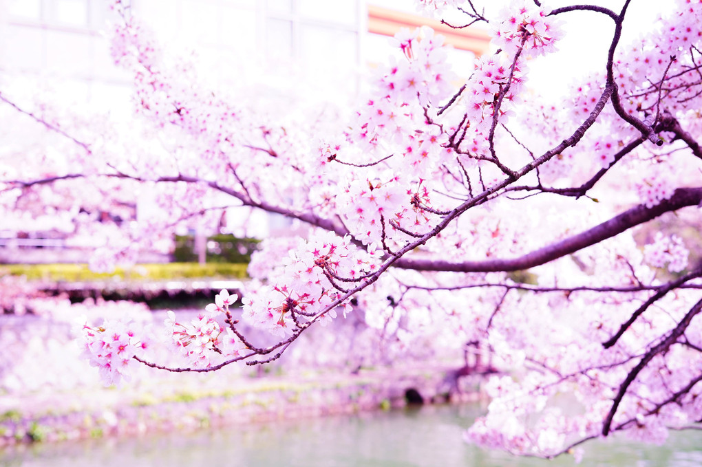 桜　ピンクに輝く