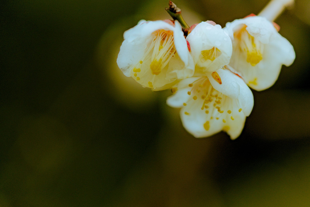 白梅の開花　１
