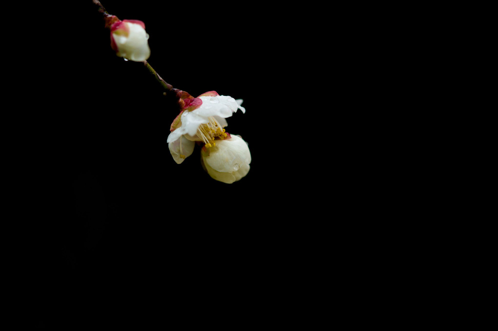 白梅の開花　2