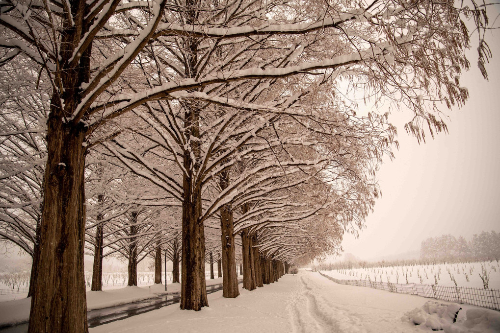 雪の「メタセコイア並木」