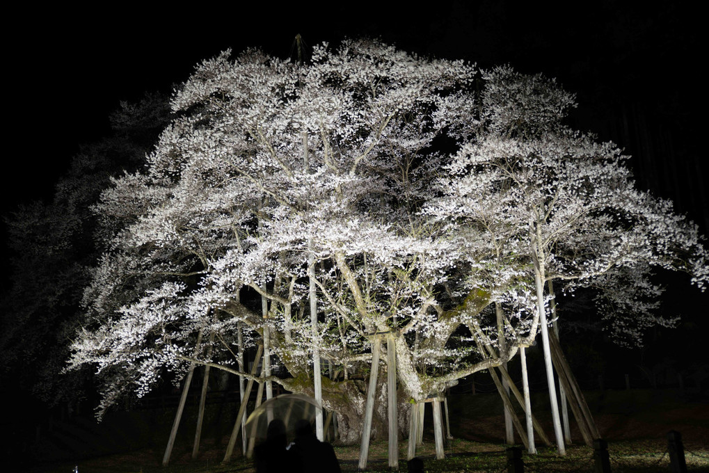 樹齢1500余年を誇る孤高の桜「根尾谷淡墨桜」