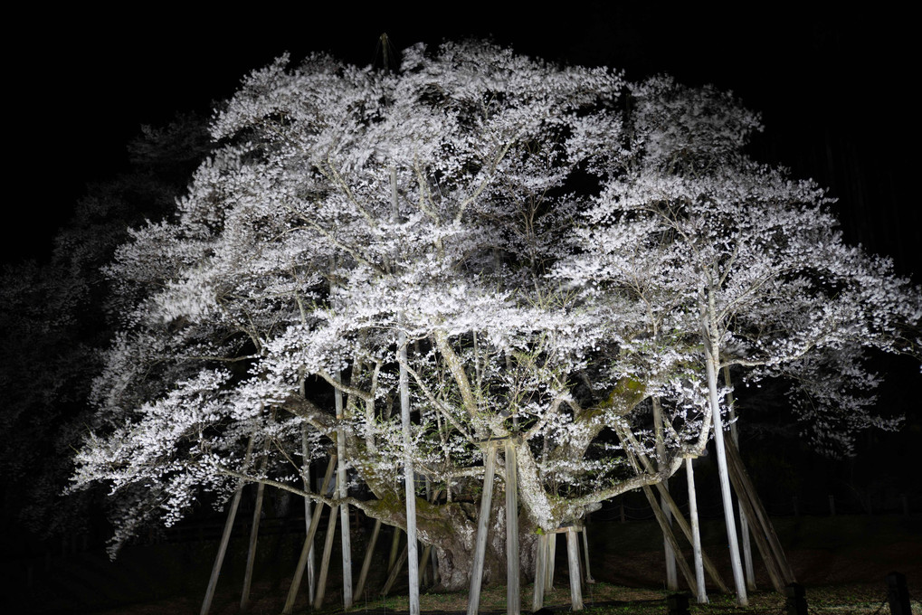 樹齢1500余年を誇る孤高の桜「根尾谷淡墨桜」