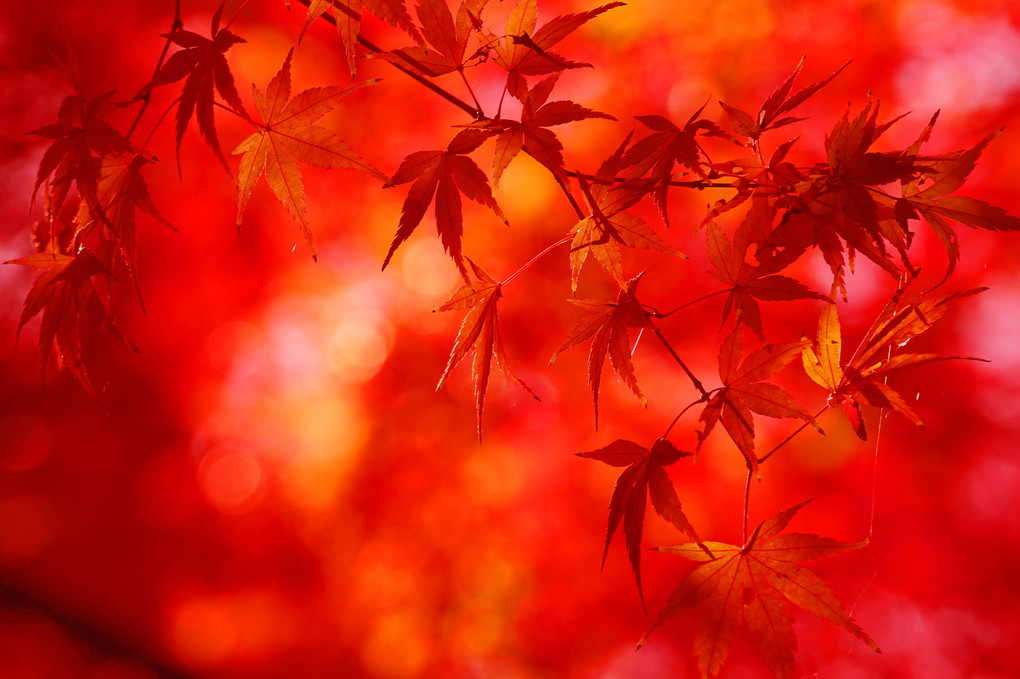 晩秋の紅