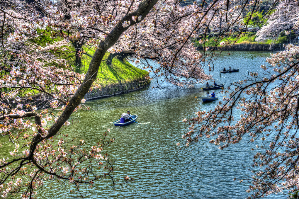 桜の中のボート・・・(HDR絵画調)