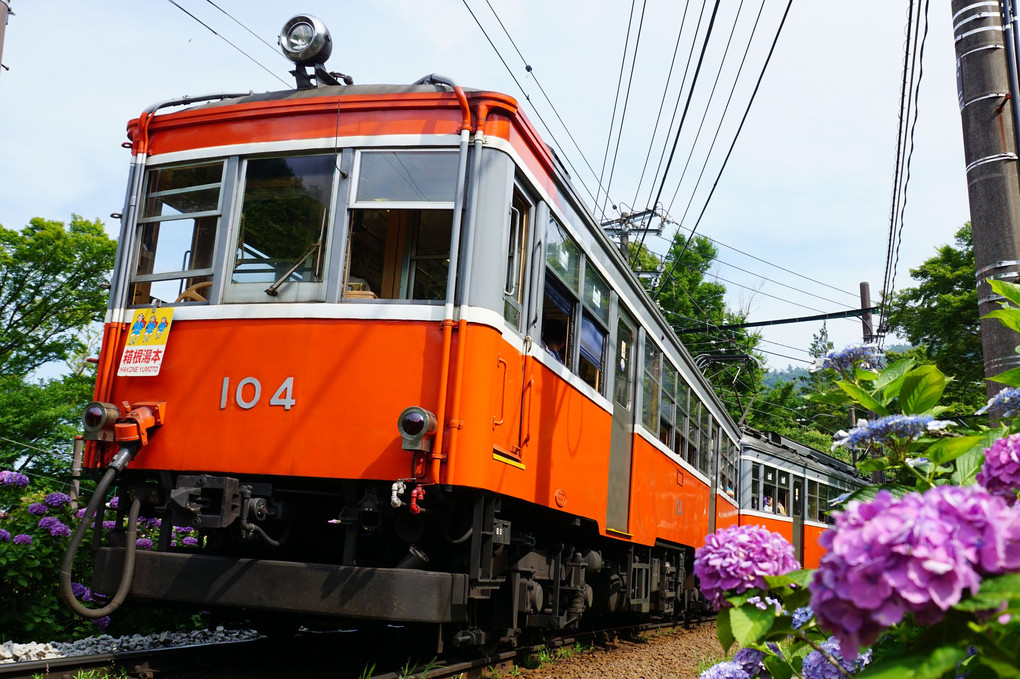 旧型登山電車の紫陽花旅行
