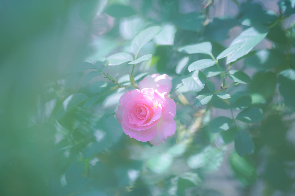 庭薔薇