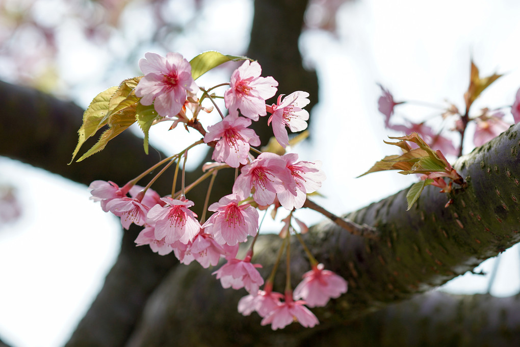 春・桜色満開