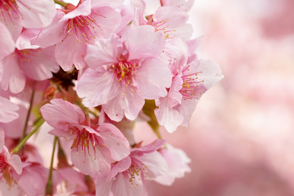 春・桜色満開