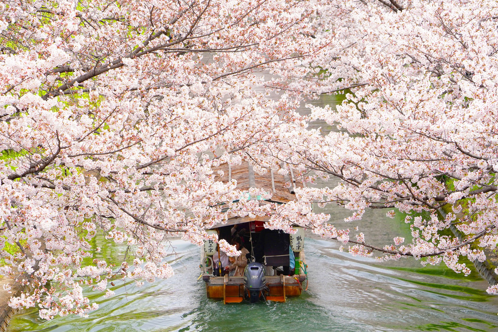 十石舟&桜