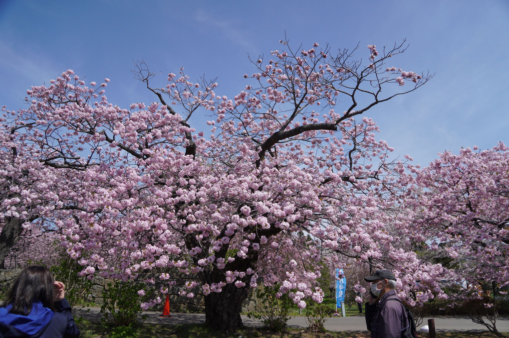 函館桜鑑賞の旅：Ⅱ．