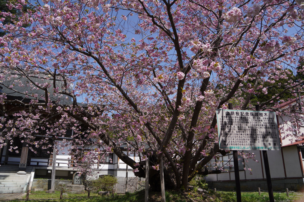 函館桜鑑賞の旅：Ⅱ．