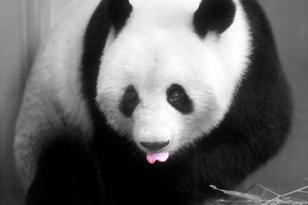 シャンシャンのベロはピンクでハート ぜろにゃんさん Acafe Aの写真投稿サイト ソニー シャンシャンのベロはピンクでハート ぜろにゃんさん Acafe Aの写真投稿サイト ソニー