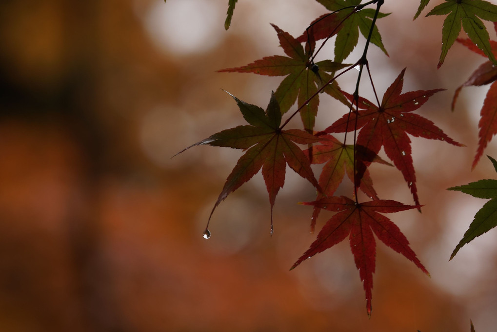 秋の滴
