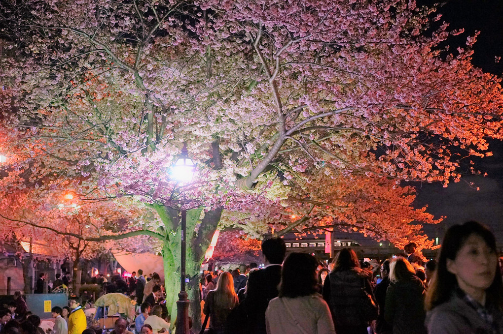 隅田川公園の夜桜🌸