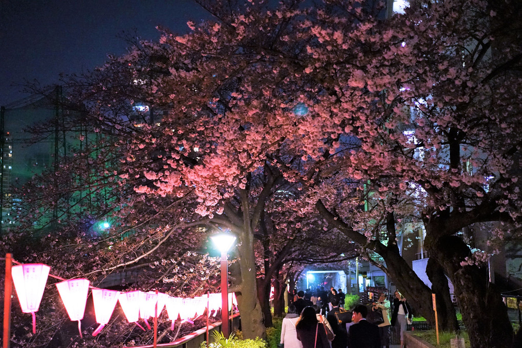 目黒川の夜桜🌸🌸
