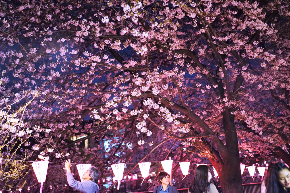 目黒川の夜桜🌸🌸