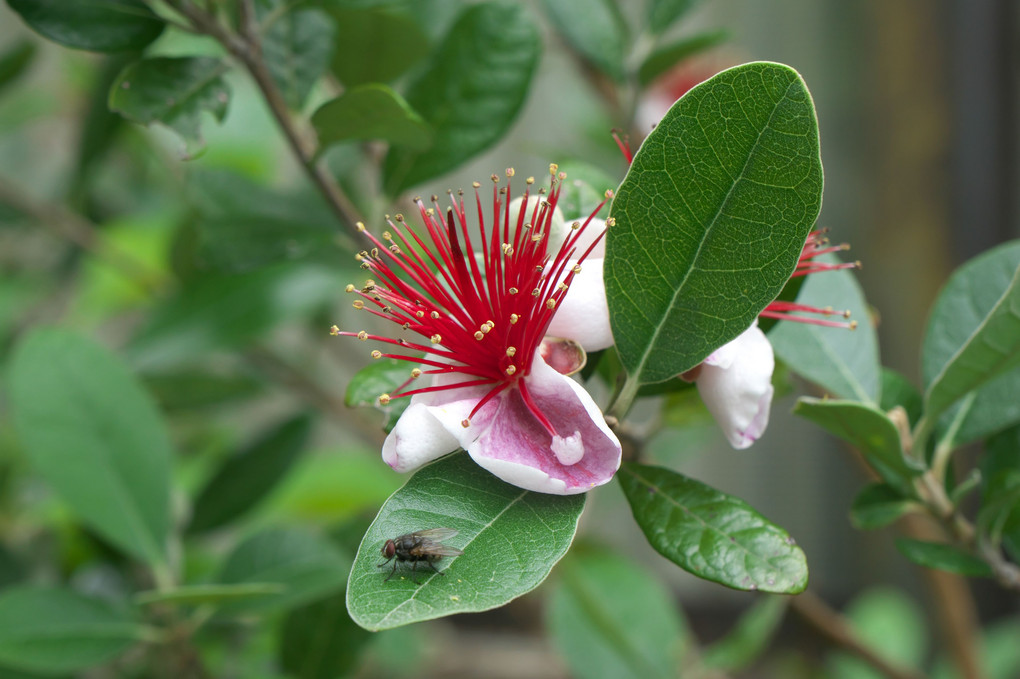 フェイジョアの花 Chachaさん Acafe Aの写真投稿サイト ソニー フェイジョアの花 Chachaさん Acafe Aの写真投稿サイト ソニー